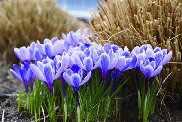 Crocus Vernus Pickwick